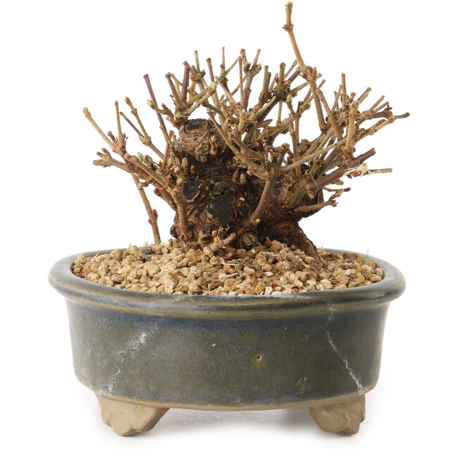 Viorne, 9 cm, ± 8 ans, avec un nebari de 7 cm