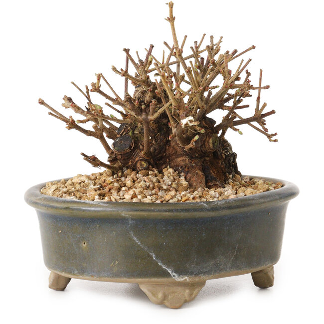 Viburnum, 9 cm, ± 8 Jahre alt, mit einem Wurzelhals von 7 cm