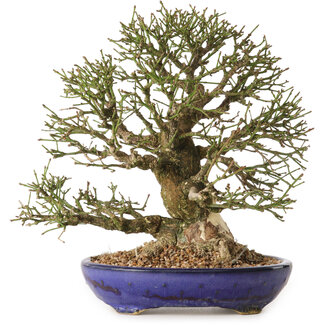 Euonymus alatus, 25 cm, ± 25 años