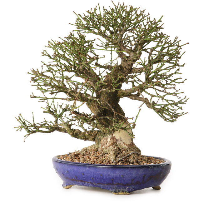 Euonymus alatus, 25 cm, ± 25 jaar oud, met een nebari van 11 cm