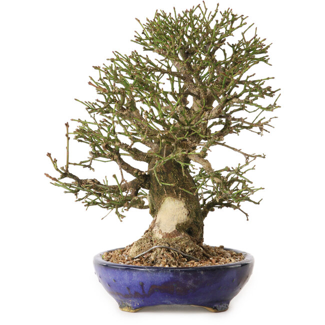 Euonymus alatus, 25 cm, ± 25 ans, avec un nebari de 11 cm