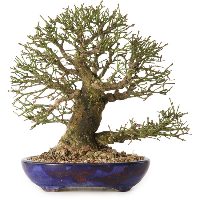 Euonymus alatus, 25 cm, ± 25 years old, with a nebari of 11 cm