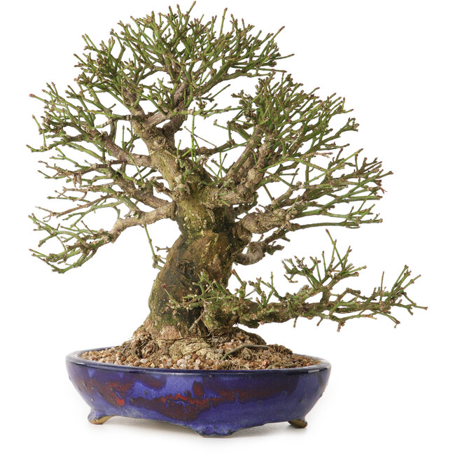 Euonymus alatus, 25 cm, ± 25 years old, with a nebari of 11 cm