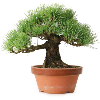 Pinus parviflora, 19 cm, ± 20 años de edad