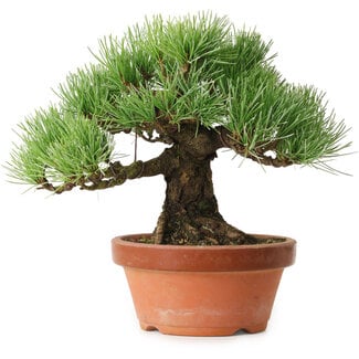 Pinus parviflora, 19 cm, ± 20 ans