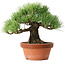 Pinus parviflora, 19 cm, ± 20 Jahre alt, mit einem Wurzelansatz von 9 cm
