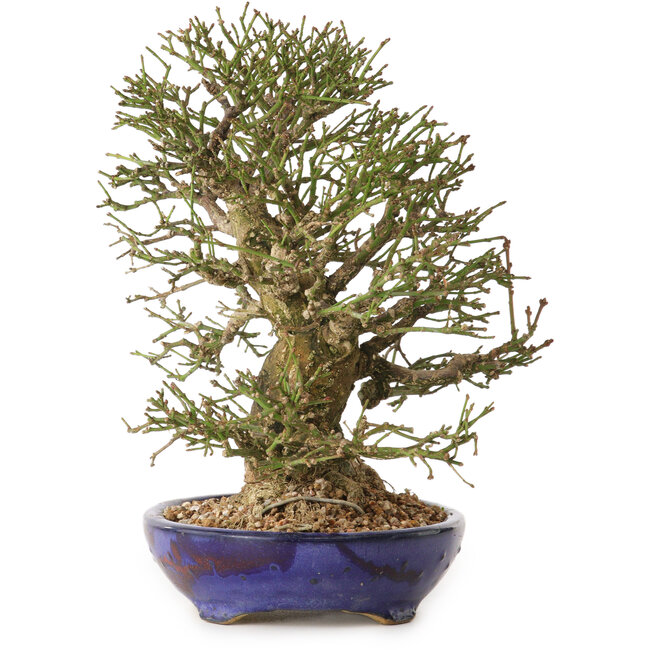 Euonymus alatus, 25 cm, ± 25 ans, avec un nebari de 11 cm