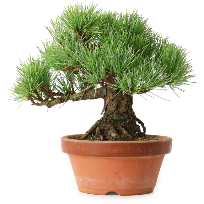 Pinus parviflora, 19 cm, ± 20 años de edad, con un nebari de 9 cm