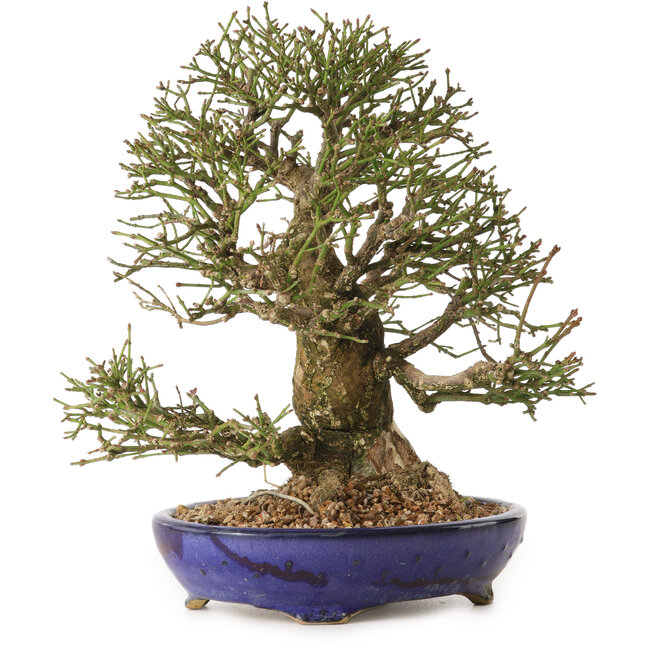 Euonymus alatus, 25 cm, ± 25 jaar oud, met een nebari van 11 cm