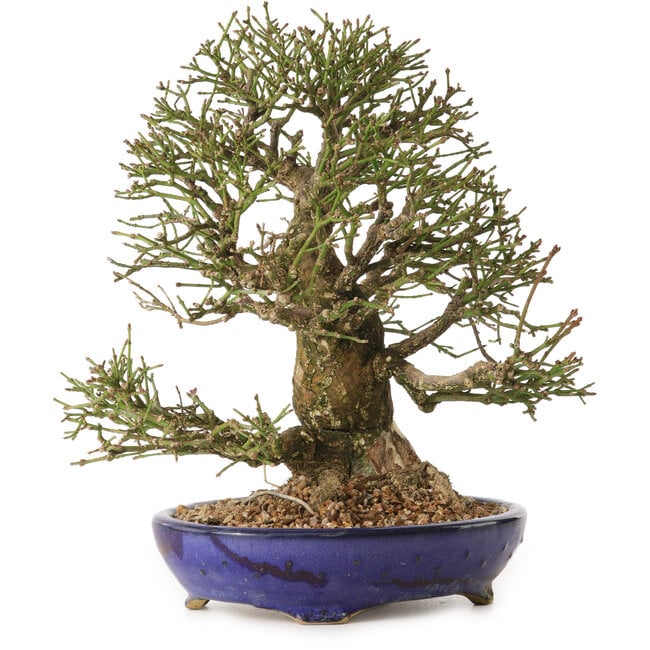 Euonymus alatus, 25 cm, ± 25 Jahre alt, mit einem Nebari von 11 cm