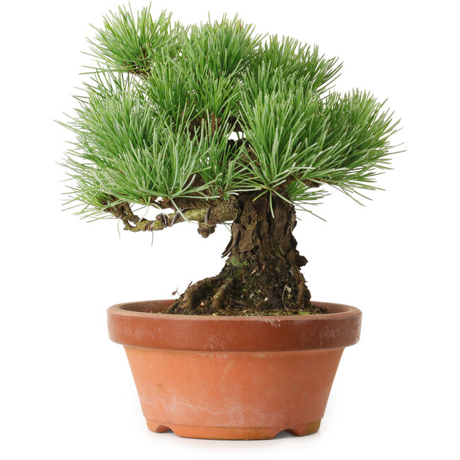 Pinus parviflora, 19 cm, ± 20 anni, con nebari di 9 cm