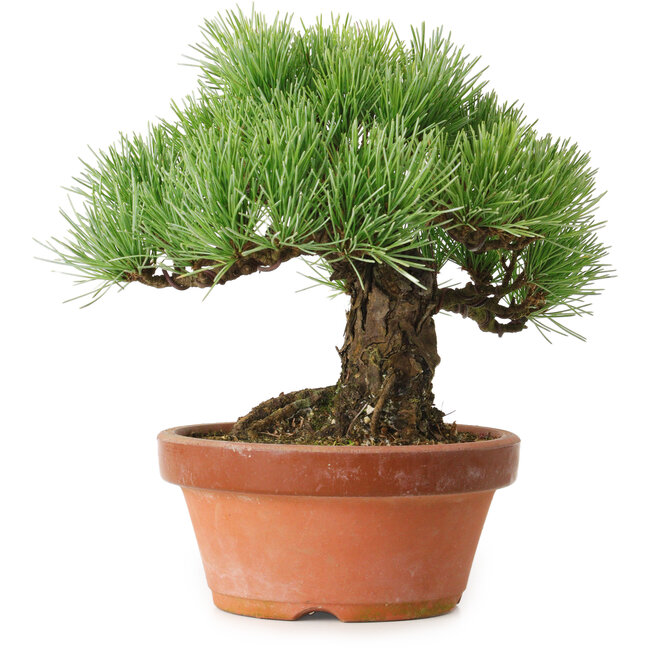 Pinus parviflora, 19 cm, ± 20 años de edad, con un nebari de 9 cm