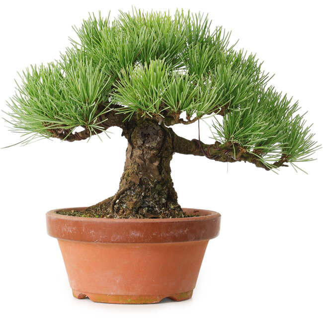 Pinus parviflora, 19 cm, ± 20 ans, avec un nebari de 9 cm