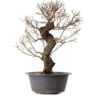 Ulmus parvifolia Nire, 50 cm, ± 15 ans