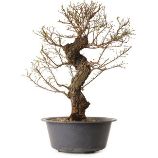 Ulmus parvifolia Nire, 50 cm, ± 15 years old