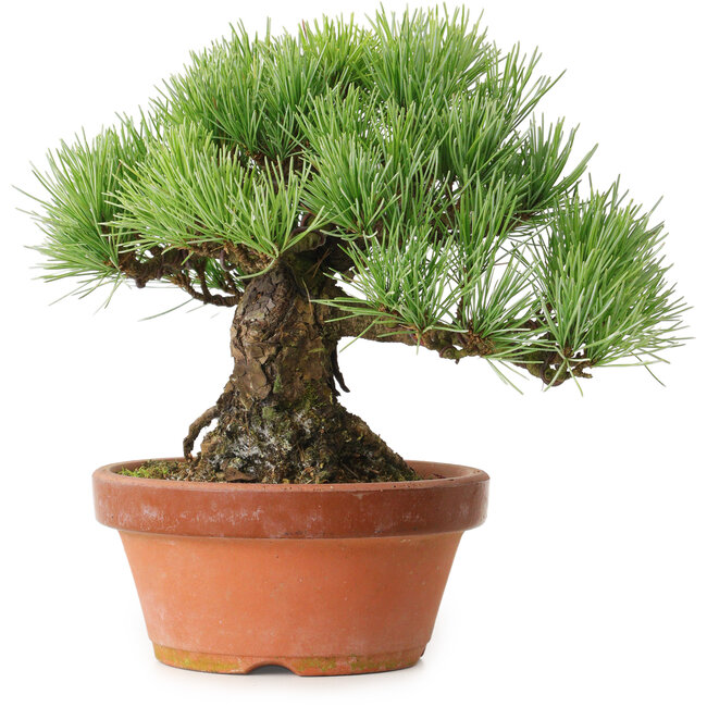 Pinus parviflora, 19 cm, ± 20 años de edad, con un nebari de 9 cm