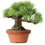 Pinus parviflora, 19 cm, ± 20 ans, avec un nebari de 9 cm