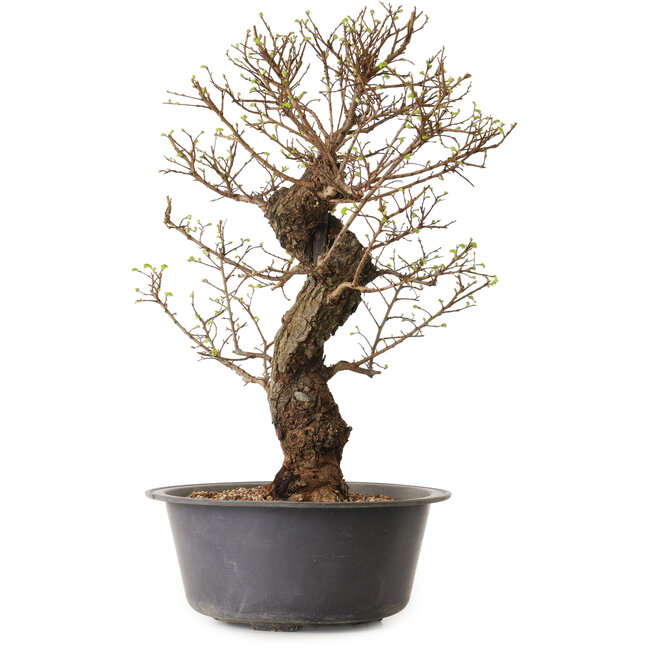 Ulmus parvifolia Nire, 50 cm, ± 15 years old, with a nebari of 11 cm