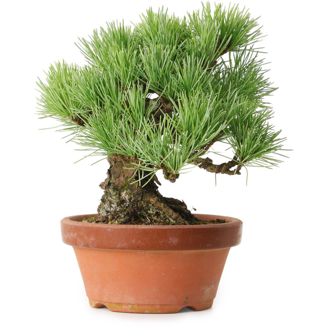 Pinus parviflora, 19 cm, ± 20 ans, avec un nebari de 9 cm
