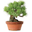 Pinus parviflora, 19 cm, ± 20 años de edad, con un nebari de 9 cm