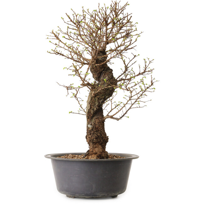 Ulmus parvifolia Nire, 50 cm, ± 15 years old, with a nebari of 11 cm