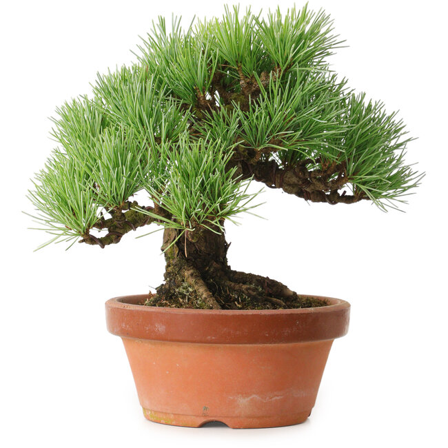 Pinus parviflora, 19 cm, ± 20 jaar oud, met een nebari van 9 cm