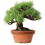 Pinus parviflora, 19 cm, ± 20 ans, avec un nebari de 9 cm