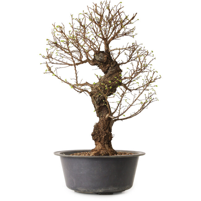 Ulmus parvifolia Nire, 50 cm, ± 15 ans, avec un nebari de 11 cm