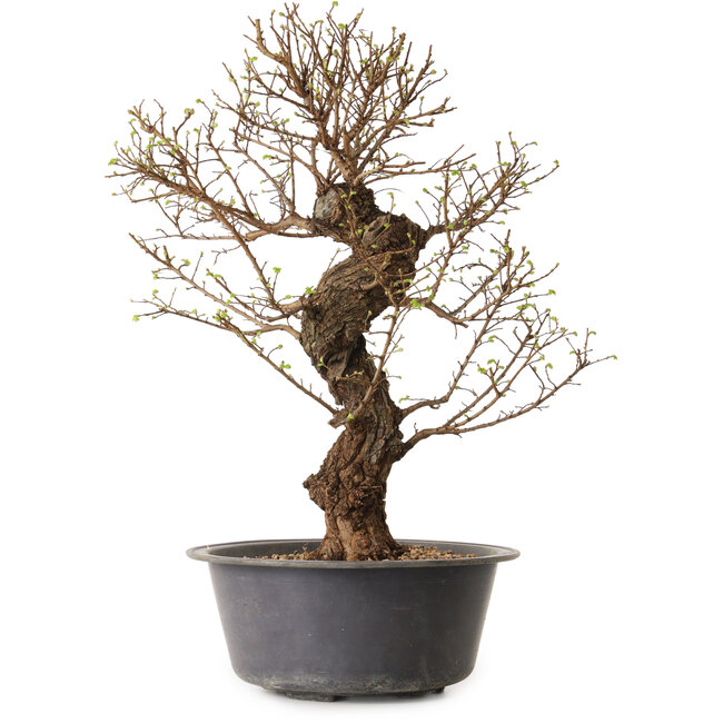 Ulmus parvifolia Nire, 50 cm, ± 15 Jahre alt, mit einer Nebari von 11 cm