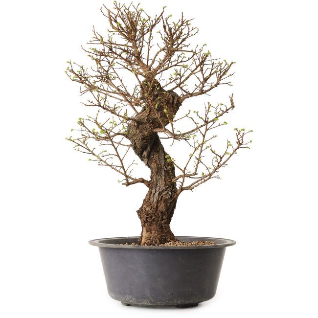 Ulmus parvifolia Nire, 50 cm, ± 15 years old, with a nebari of 11 cm