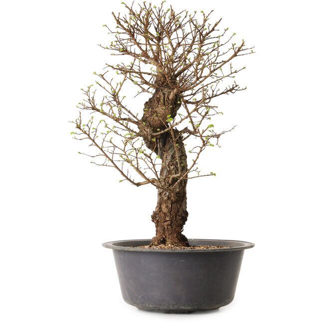 Ulmus parvifolia Nire, 50 cm, ± 15 Jahre alt, mit einer Nebari von 11 cm