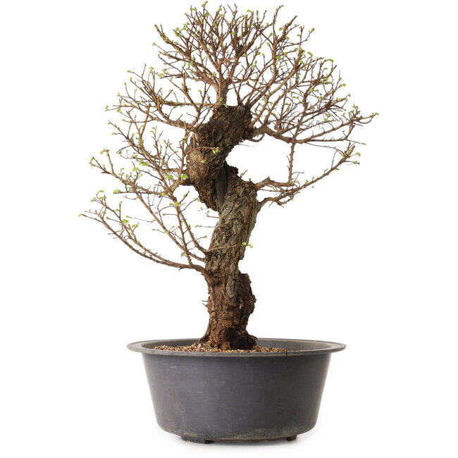 Ulmus parvifolia Nire, 50 cm, ± 15 jaar oud, met een nebari van 11 cm