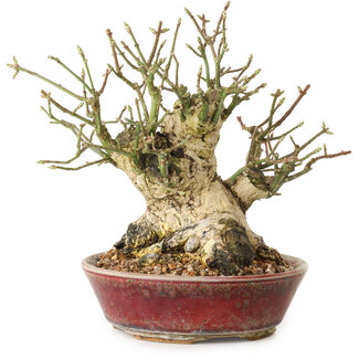 Euonymus alatus, 15 cm, ± 20 Jahre alt