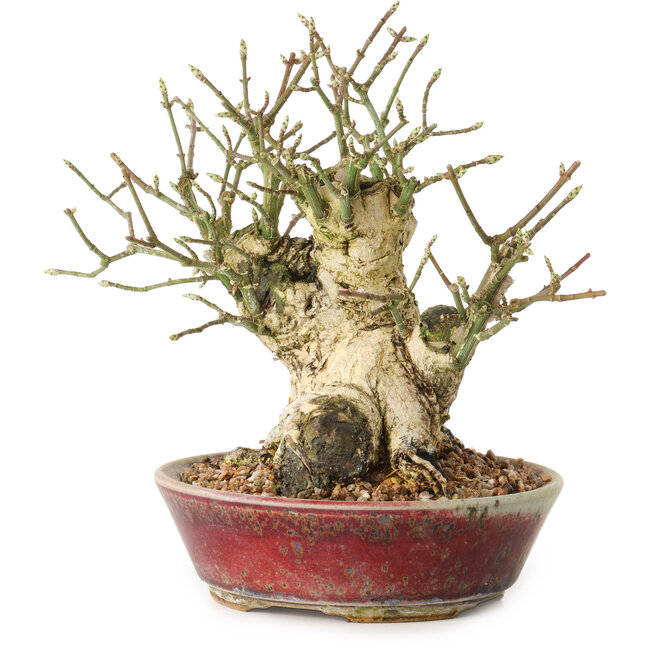 Euonymus alatus, 15 cm, ± 20 anni, con un nebari di 10 cm