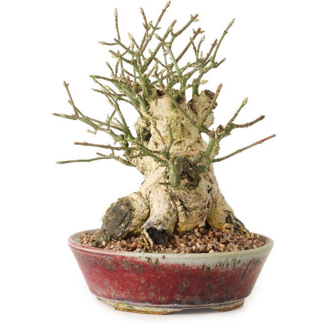 Euonymus alatus, 15 cm, ± 20 Jahre alt, mit einem Nebari von 10 cm