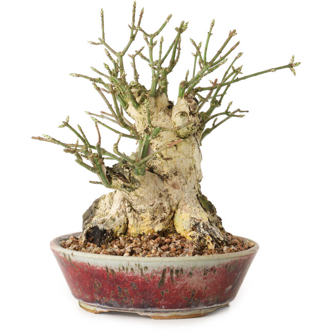 Euonymus alatus, 15 cm, ± 20 jaar oud, met een nebari van 10 cm