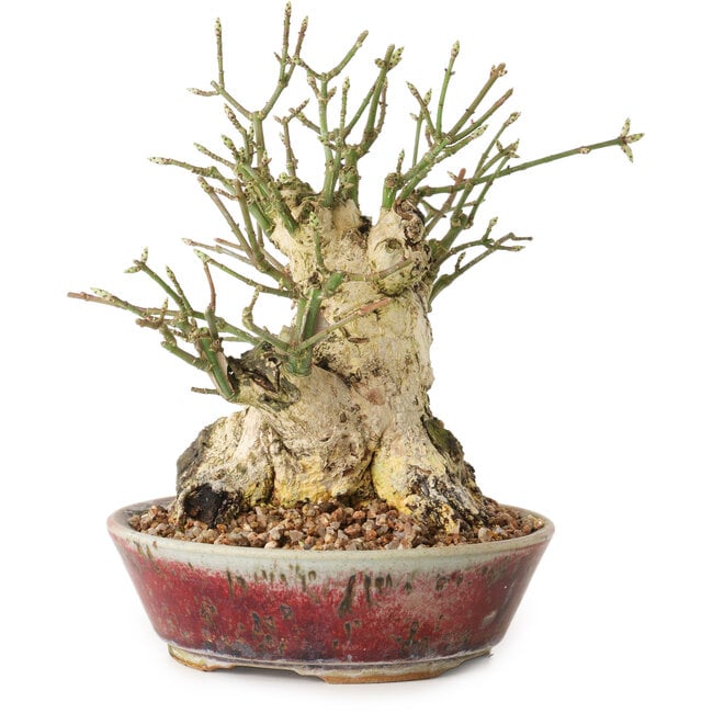 Euonymus alatus, 15 cm, ± 20 Jahre alt, mit einem Nebari von 10 cm