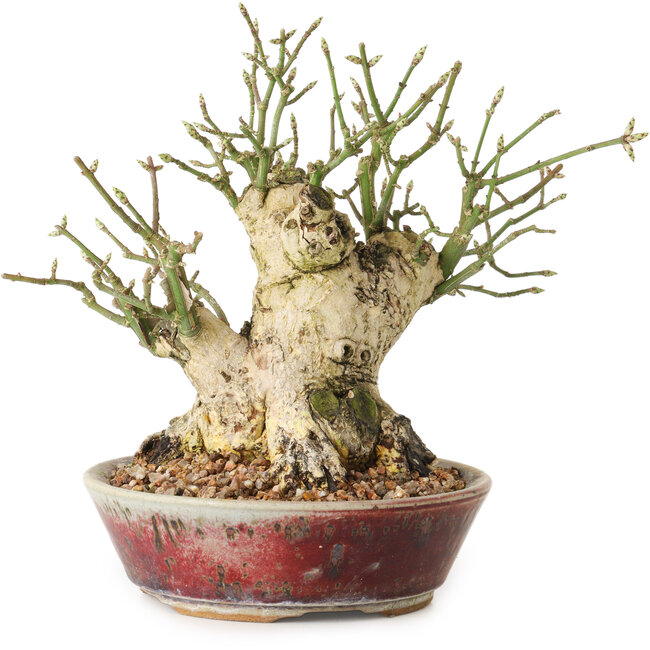 Euonymus alatus, 15 cm, ± 20 anni, con un nebari di 10 cm