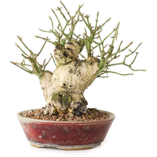 Euonymus alatus, 15 cm, ± 20 years old, with a nebari of 10 cm