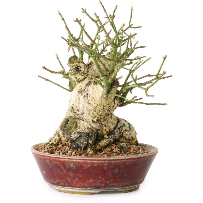 Euonymus alatus, 15 cm, ± 20 jaar oud, met een nebari van 10 cm