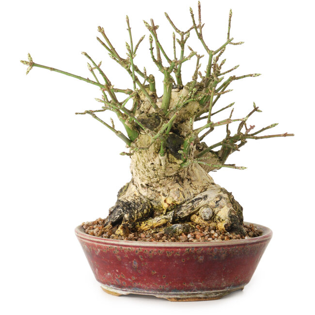 Euonymus alatus, 15 cm, ± 20 anni, con un nebari di 10 cm