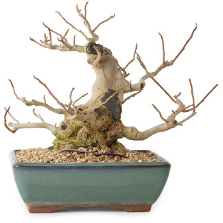 Magnolia stellata, 18 cm, ± 20 Jahre alt