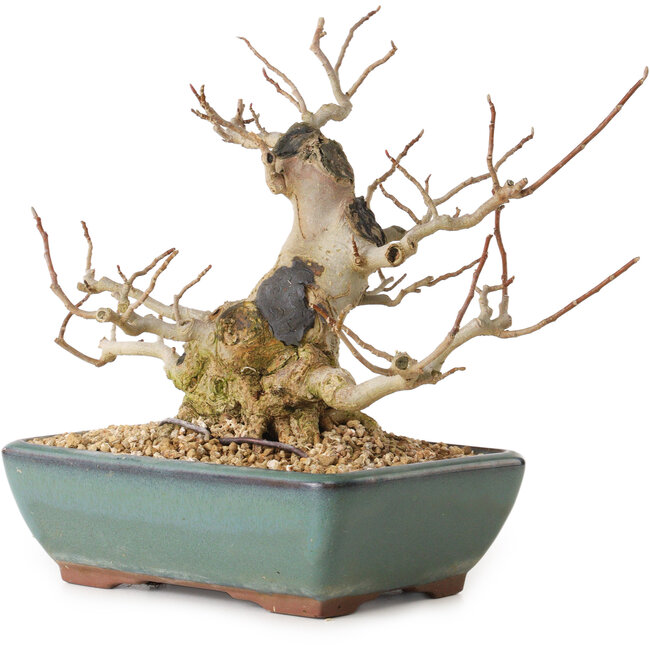 Magnolia stellata, 18 cm, ± 20 ans, avec un nebari de 10 cm