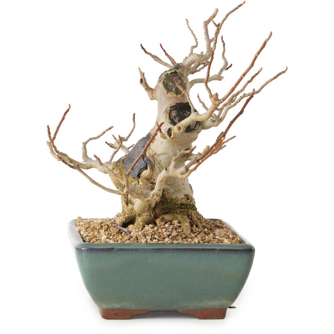 Magnolia stellata, 18 cm, ± 20 anni, con nebari di 10 cm