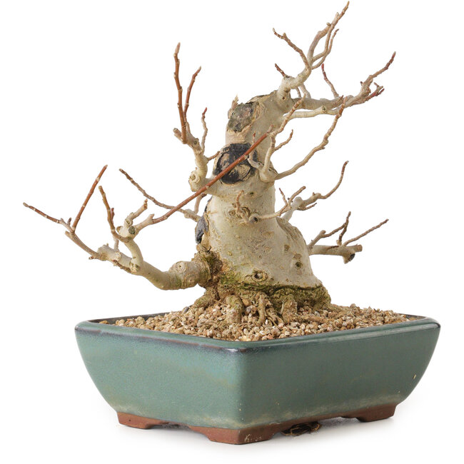 Magnolia stellata, 18 cm, ± 20 anni, con nebari di 10 cm