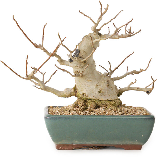 Magnolia stellata, 18 cm, ca. 20 Jahre alt, mit einem Wurzelhals von 10 cm