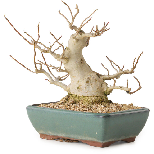 Magnolia stellata, 18 cm, ± 20 jaar oud, met een nebari van 10 cm