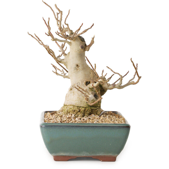 Magnolia stellata, 18 cm, ± 20 anni, con nebari di 10 cm