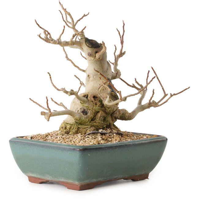 Magnolia stellata, 18 cm, ± 20 years old, with a nebari of 10 cm