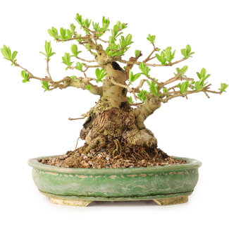 Ligustrum, 12 cm, ± 12 Jahre alt
